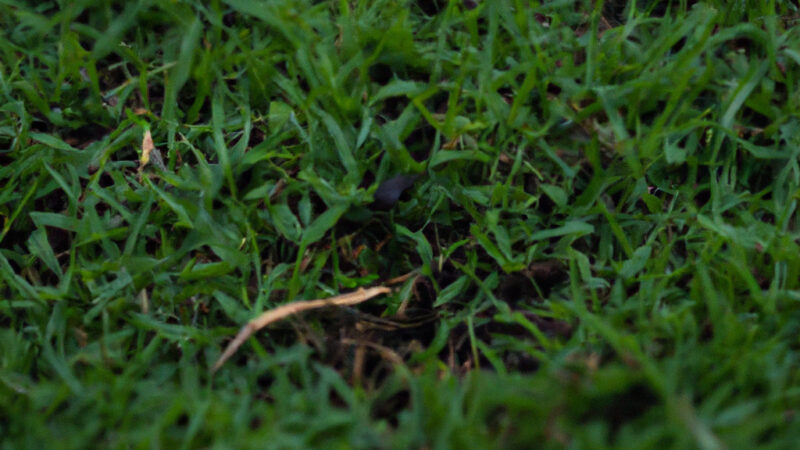Defending Your Lawn: Effective Leafhopper Management
