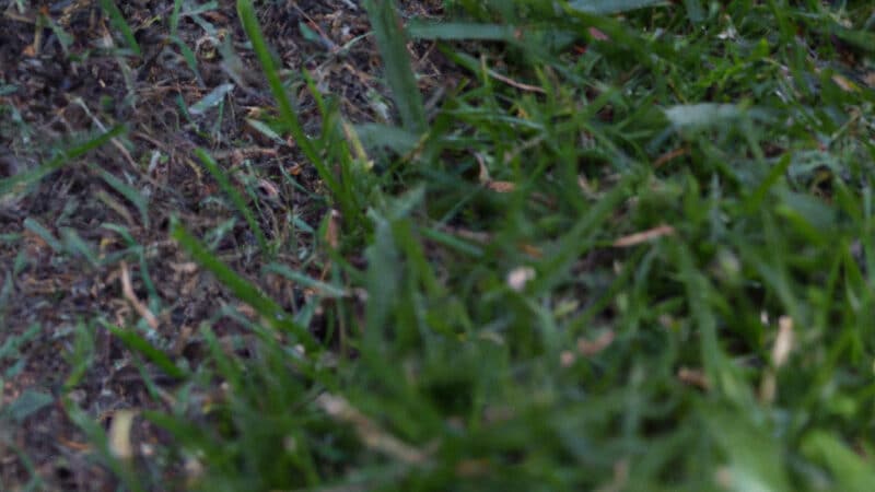 The Benefits of Using Bonus S Fertilizer for Your Lawn
