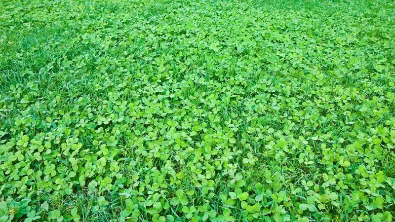 Clover Lawns: Everything You Need to Know
