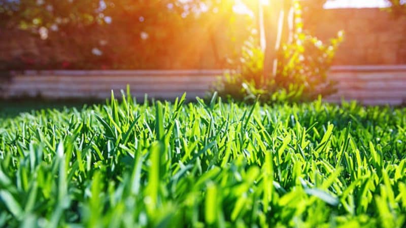 List of Lawn Turf Varieties for Cold Climates