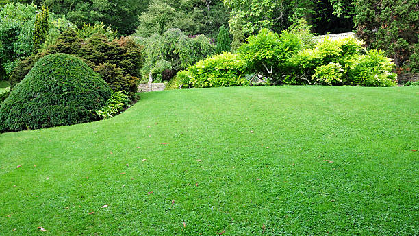 List of Lawn Turf Varieties for Warm Climates