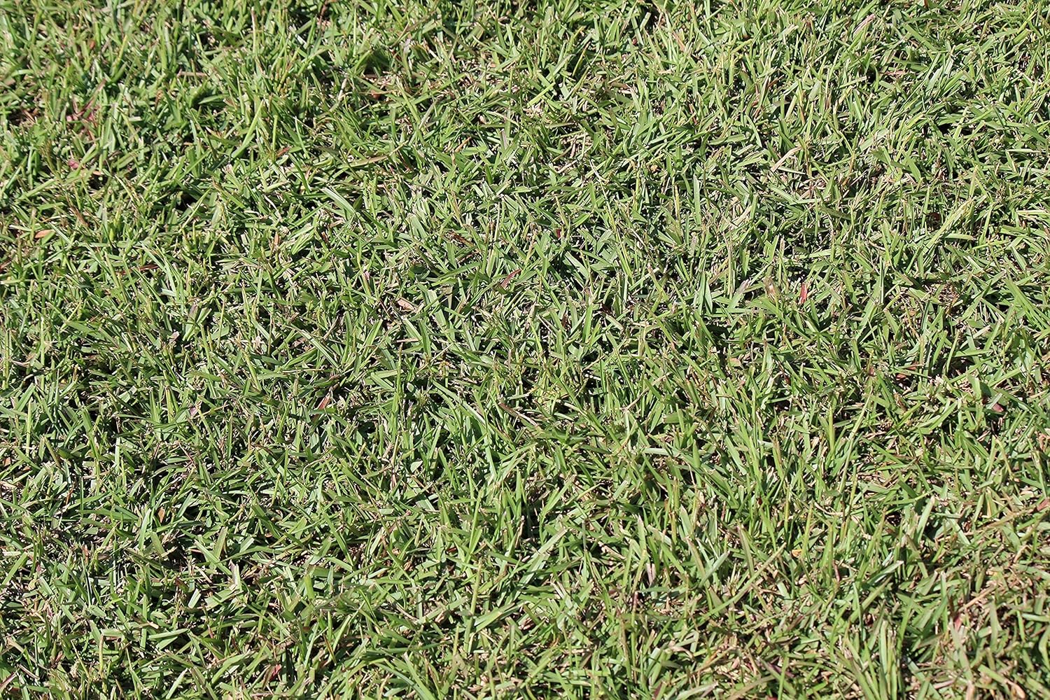 Centipede Grass Seed for a Beautiful and Low-Maintenance Lawn Review