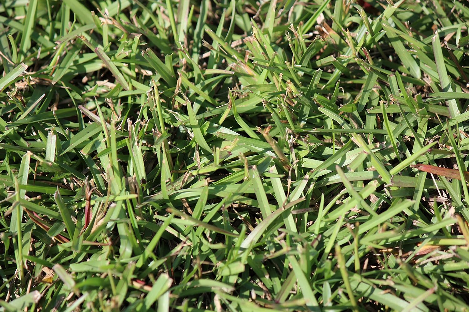 Centipede Grass Seed for a Beautiful and Low-Maintenance Lawn Review