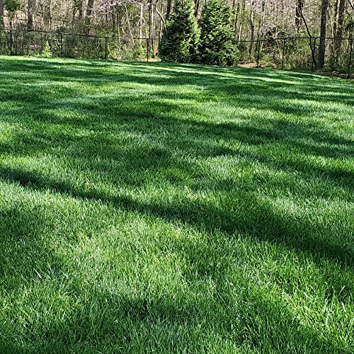 Outsidepride Midnight Kentucky Bluegrass: The Perfect Choice for a Beautiful and Durable Lawn